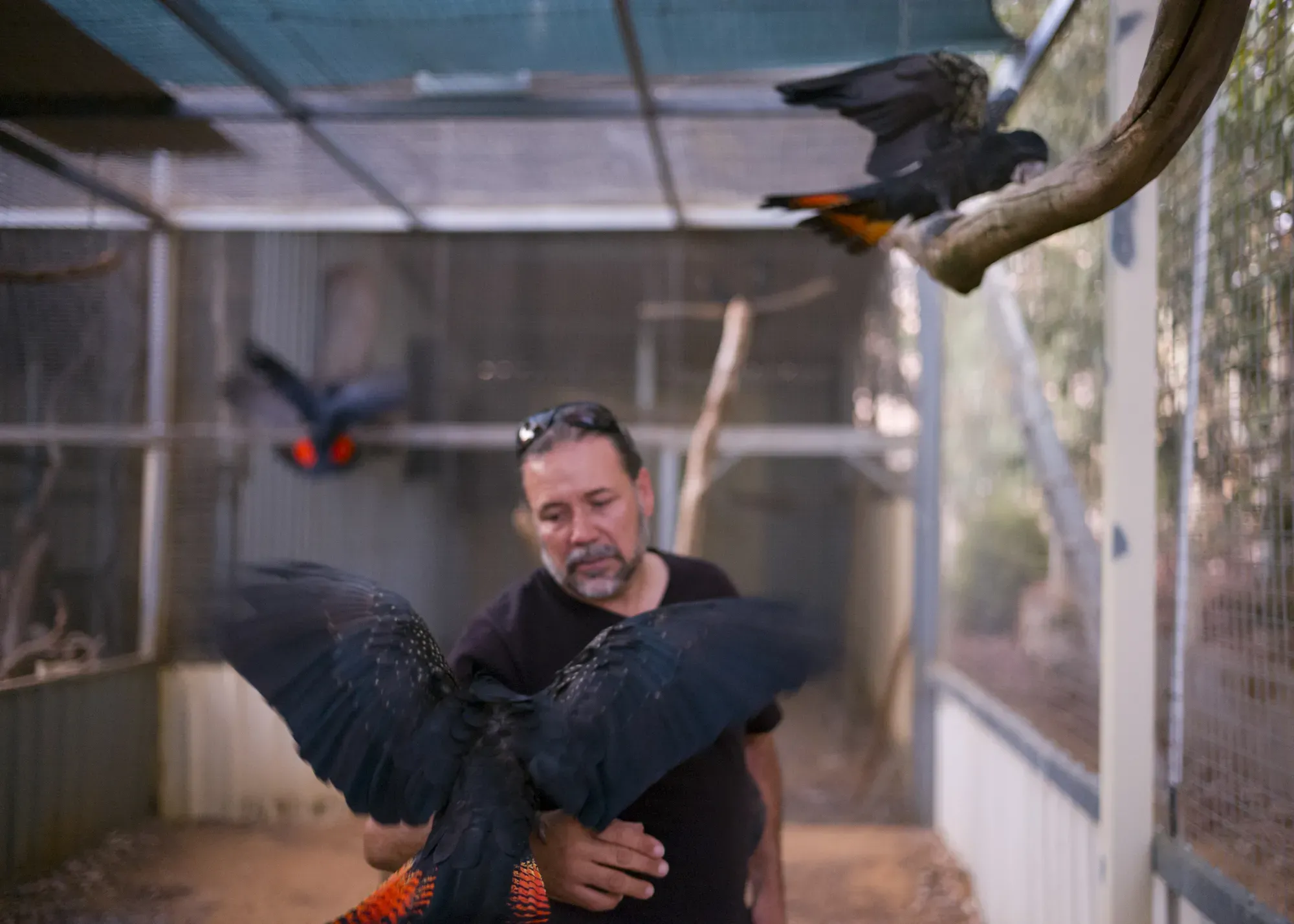 Dean Autherell holds a black cockatoo